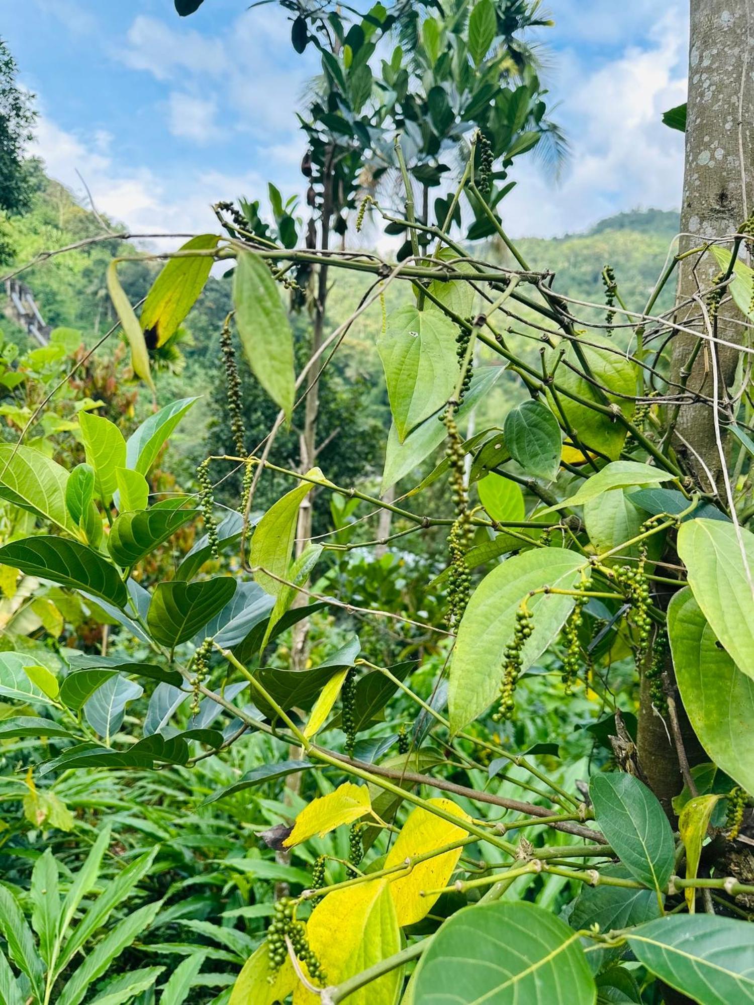 Thoppil Homestay Munnar Exteriér fotografie